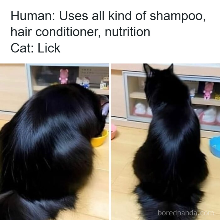 Black cat with shiny fur sits near bowls, completely unaware of how goofy they look while grooming themselves.