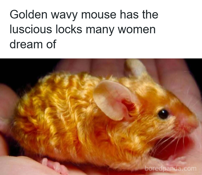 Animal-Humor-Pics-Animalxhumor