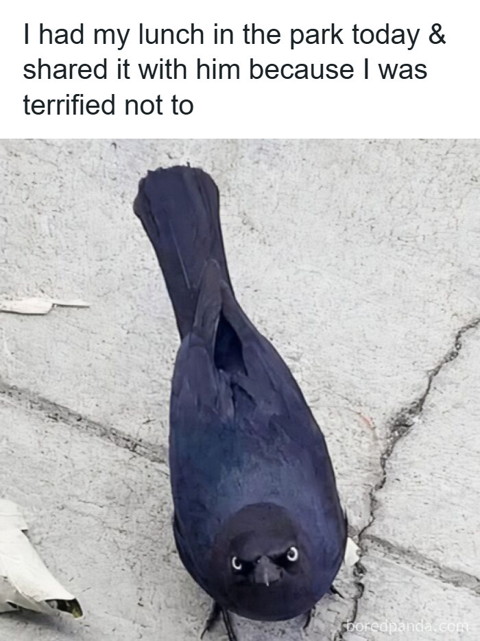 Black bird looking up with an intense stare on c*****d concrete, a wholesome animal meme to brighten your day.