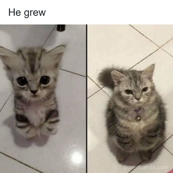 Kitten then grown cat sitting on tiled floor, showcasing the goofy charm of cats completely unaware of their cuteness.