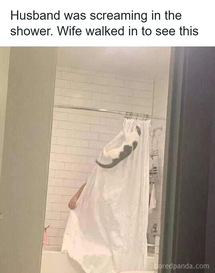 Cat hanging on shower curtain looking goofy and completely unaware of how funny it appears in the bathroom setting