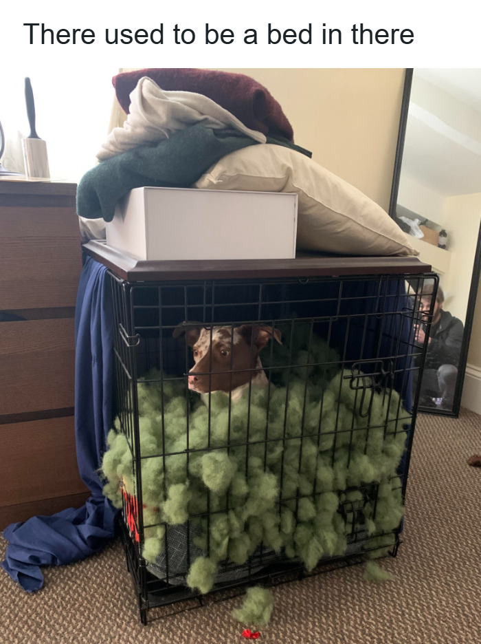 Dog inside a crate filled with green stuffing, surrounded by household items, showcasing wholesome animal memes humor.