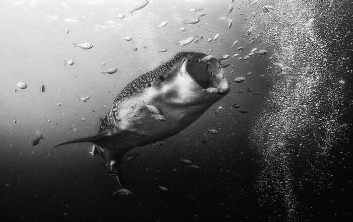 Underwater black and white photo capturing a stunning animal moment of a whale shark swimming surrounded by fish.