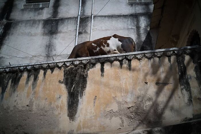 Brown and white cow seen from below on a weathered concrete balcony in a stunning animal moment photograph