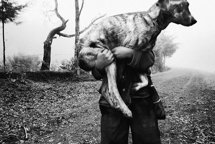 Child carrying a large dog on a forest path, capturing one of the most stunning animal moments in black and white photography.