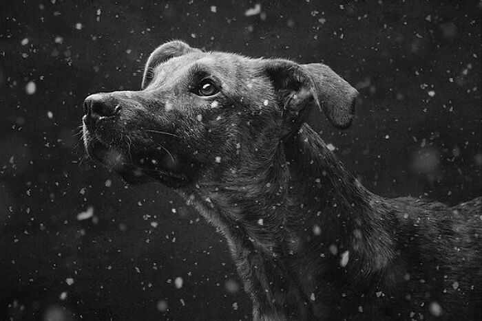 Black and white photo of a dog looking up as snow falls, capturing one of the most stunning animal moments in nature.