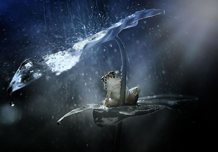 Small frog sheltering under a leaf in rain, captured in a stunning animal moment photography shot.
