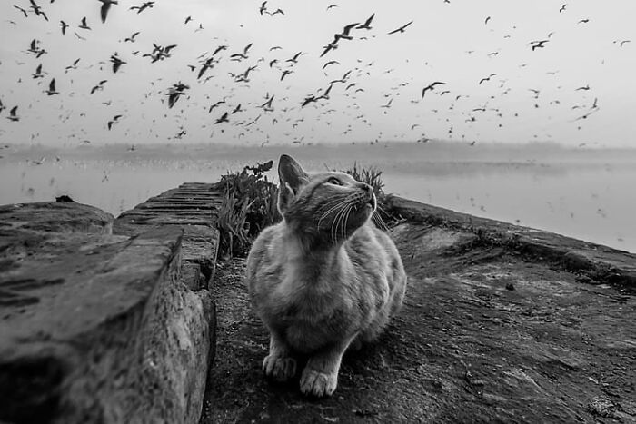 Cat sitting on a stone path near water, looking up at a large flock of birds flying in a stunning animal moment.