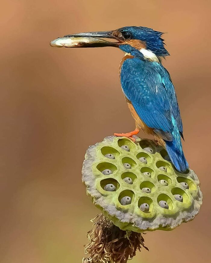 Kingfisher bird holding a fish, perched on a lotus seed pod, capturing stunning animal moments with vivid detail.