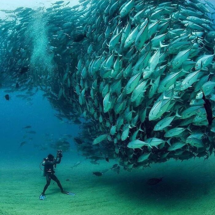 Underwater photo of a diver capturing stunning animal moments with a massive school of fish swimming closely together.