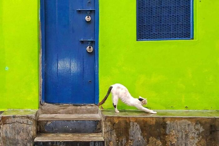 Cat stretching beside a vibrant green wall and blue door, capturing stunning animal moments in colorful urban setting.