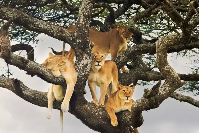 A group of lions resting and perched on the branches of a large tree showcasing stunning animal moments.