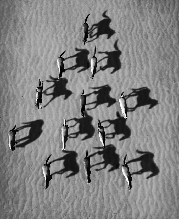 Aerial view of group of animals walking on sand casting long shadows in a stunning animal moment.