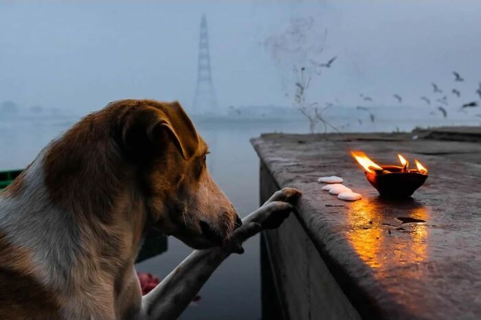 Dog by the water’s edge during dusk, interacting with a small burning lamp, capturing stunning animal moments.