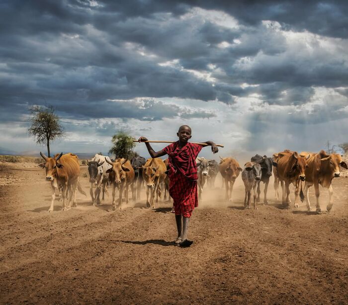 Childhood around the world shown by a boy herding cattle in a dusty landscape under a dramatic cloudy sky.