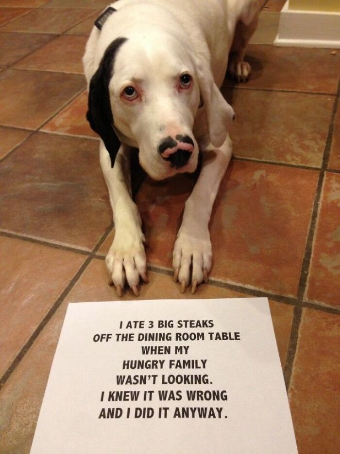 Dog lying on tiled floor next to a funny animal meme sign confessing to eating three big steaks.