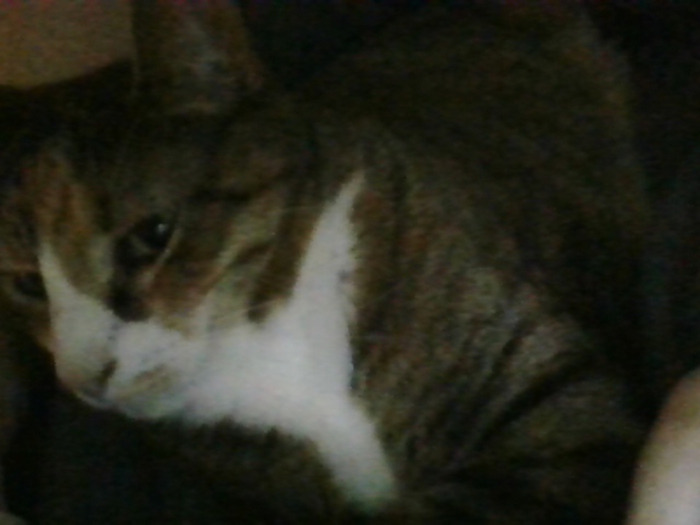 My Cat Queenie, Who Is Mad At Me For Waking Her Up To Take A Photo