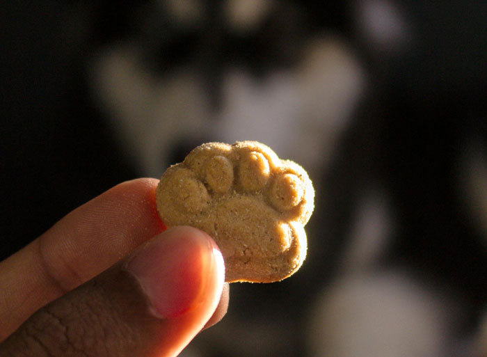 Hand holding a paw-shaped dog treat with a blurred dog in the background, related to elderly lady dog theft plan.