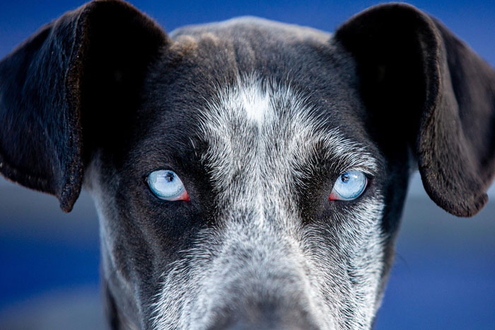 Close-up of a dog with blue eyes, highlighting the doggo involved in the elderly lady's alleged plan to steal.