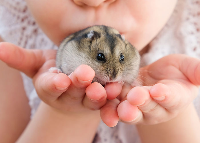 Child holding a small hamster gently in cupped hands, evoking memories of things people did as kids that make them cringe.