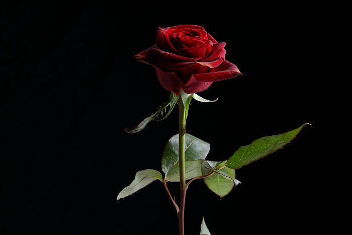 Single red rose on a stem with green leaves against a black background representing a table for one moment.