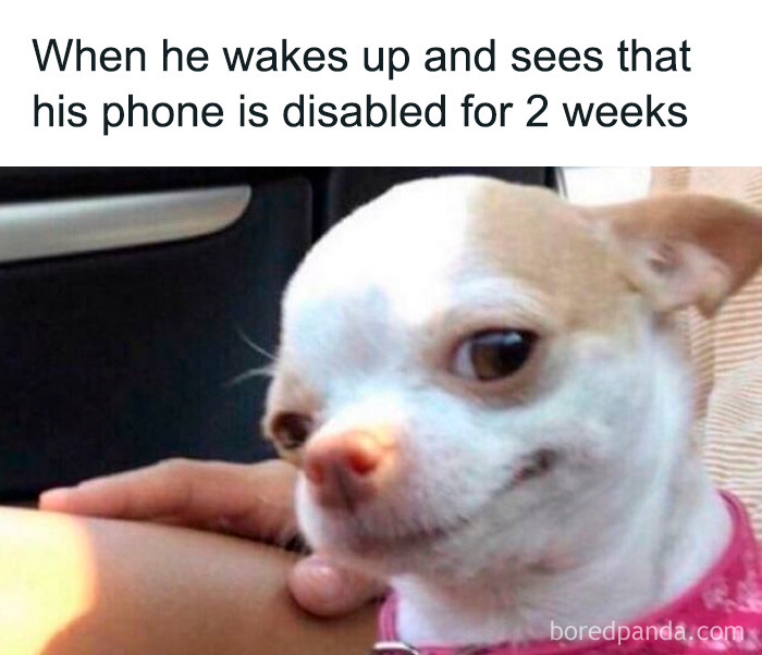 Small dog with a mischievous expression illustrating unhinged things women said in a humorous screenshot.