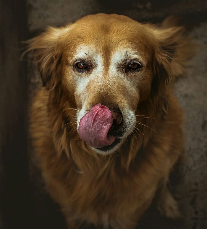 Golden retriever licking its nose during a chaotic playdate, capturing a moment parents never forget.
