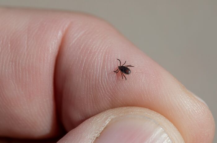 Close-up of a tiny tick on a person’s finger, illustrating bizarre things people found inside strangers’ houses.