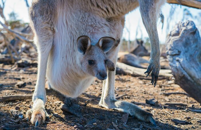 Young joey peeking from its mother's pouch while standing on dry ground, captured for World Kangaroo Day facts.