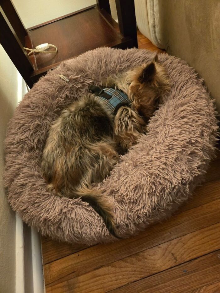 Neglected Yorkie sleeping curled in plush bed wearing blue plaid harness after makeover