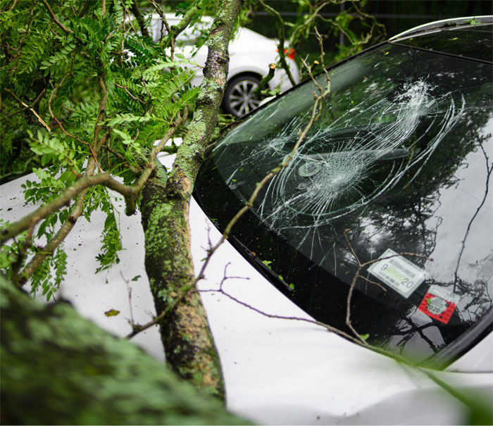 Damaged car windshield shattered by fallen tree branch, illustrating family heirloom dispute and court case tensions.