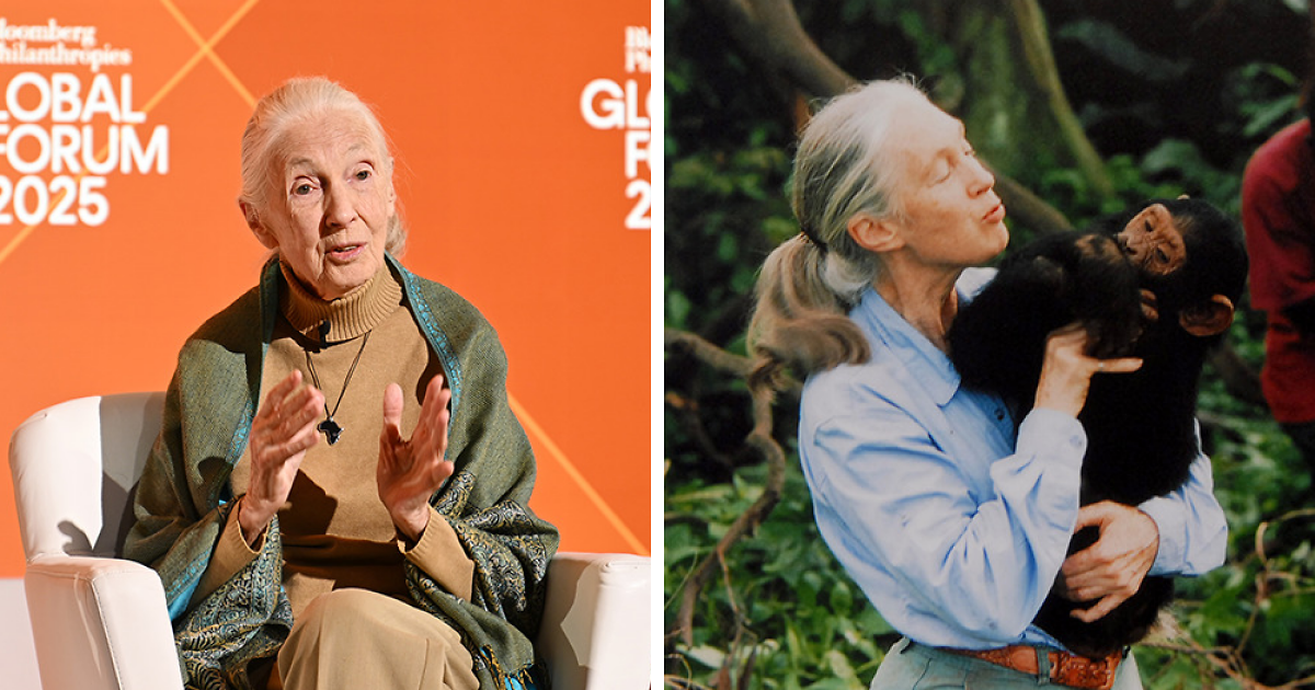 Jane Good Rip Jane Goodall, Legendary Chimpanzee Expert And Animal Advocate, Passes ...
