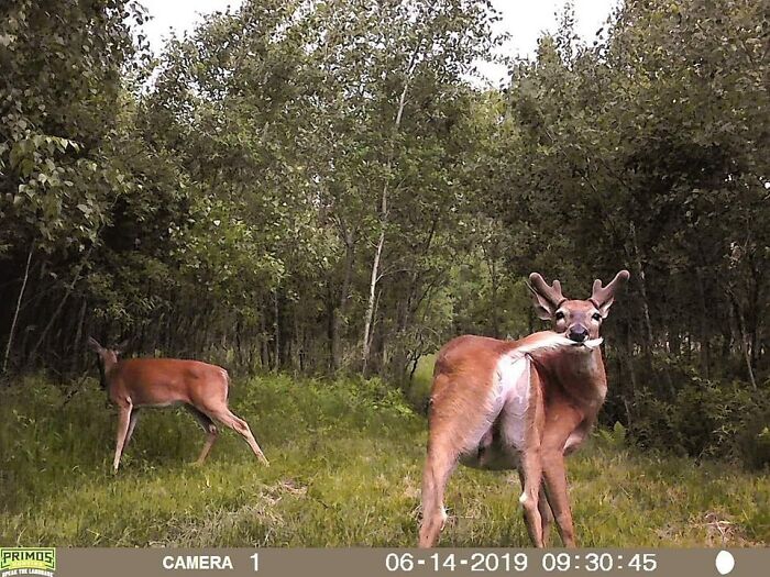 Two wild deer captured being funny in a forest clearing unaware they are being recorded by a trail camera.