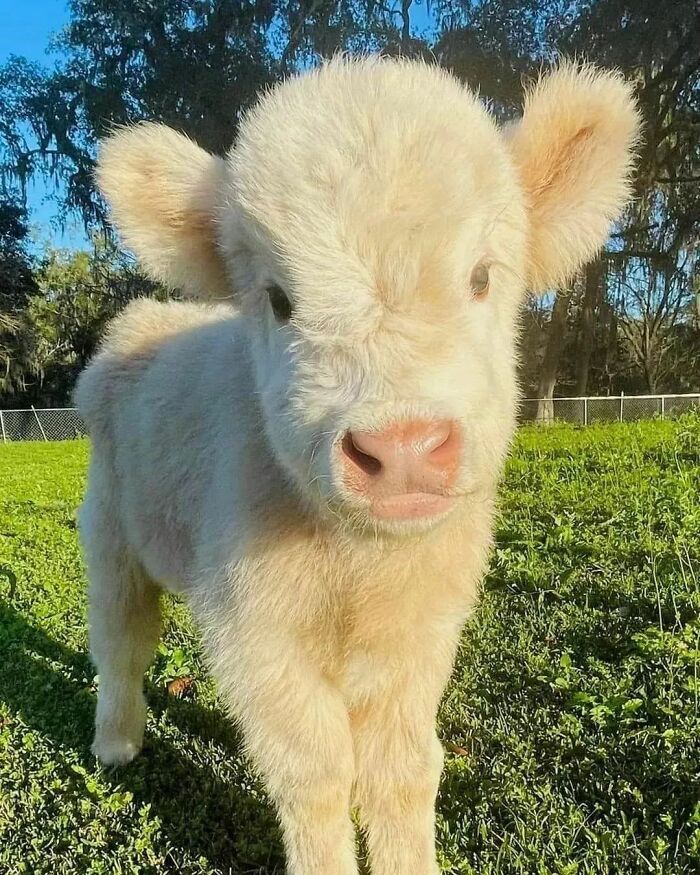 Fluffy baby calf standing on green grass with trees and fence in the background, showcasing cute baby animal pics.