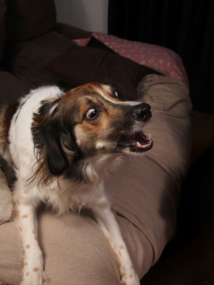 Alert dog barking inside a home, illustrating ways to outsmart burglars and protect your home security effectively.