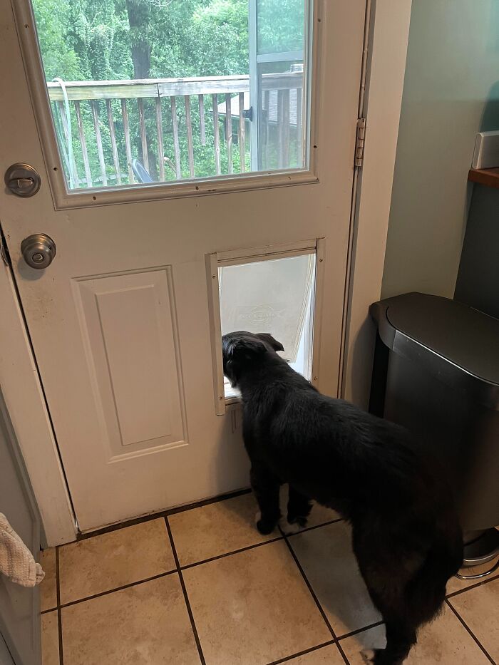 Black dog looking outside through a small pet door in a secure home, illustrating ways to outsmart burglars and protect your home.