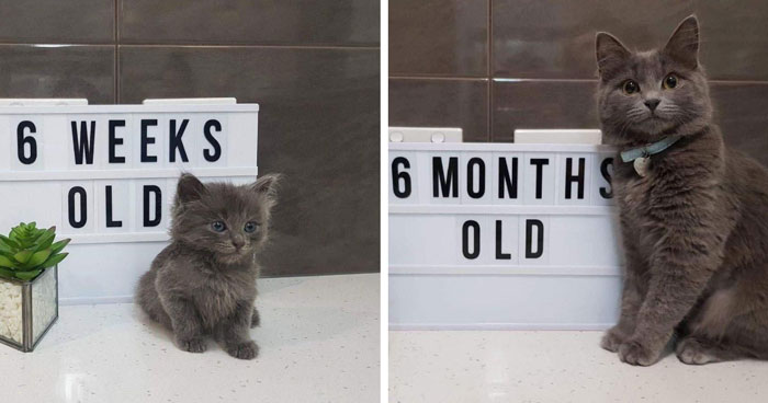 30 Before-And-After Reminders That Cats Are Always Cute, No Matter The Size