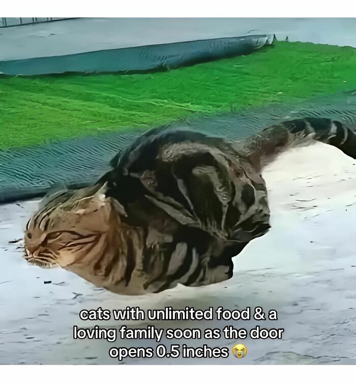 Cat meme showing a cat squeezing through a small door gap, illustrating cats and their funny behaviors.