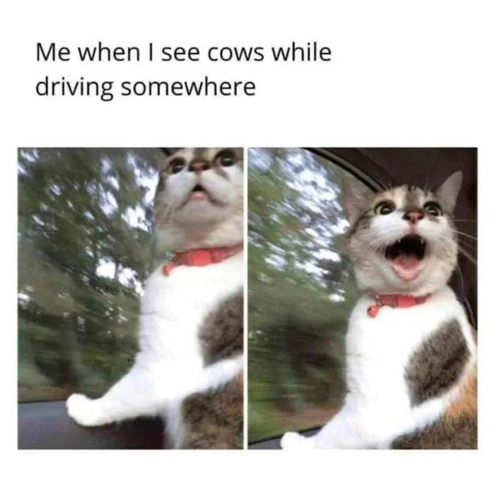 Cat meme showing a surprised cat looking out a car window with funny expressions while driving.