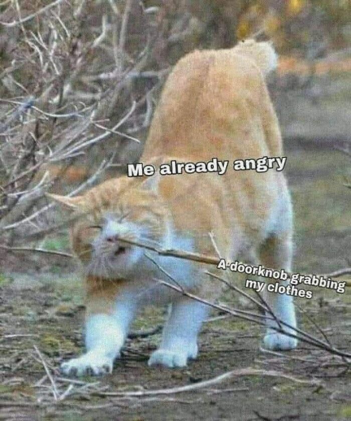 Orange cat biting a stick with captions expressing anger in a humorous cat meme about clothes and doorknobs.