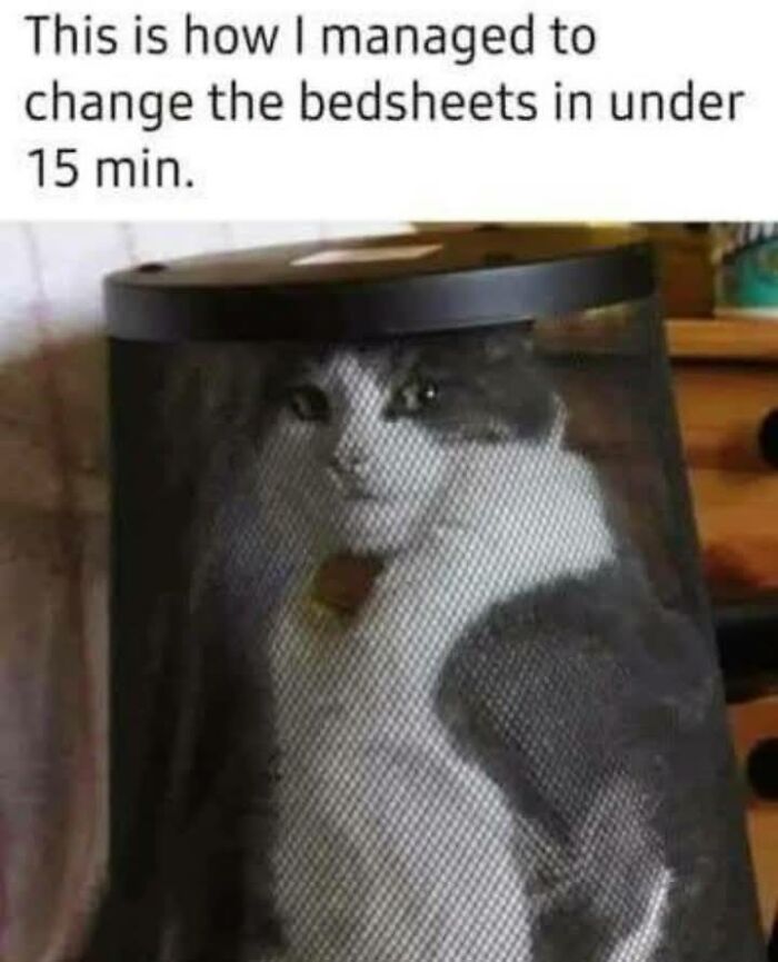 Cat meme showing a cat inside a laundry basket with text about changing bedsheets quickly, highlighting funny cat memes.