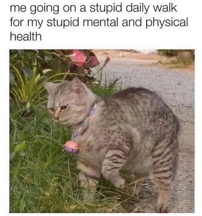 Gray tabby cat walking outside looking reluctant with caption about daily walk for mental and physical health in cat memes.