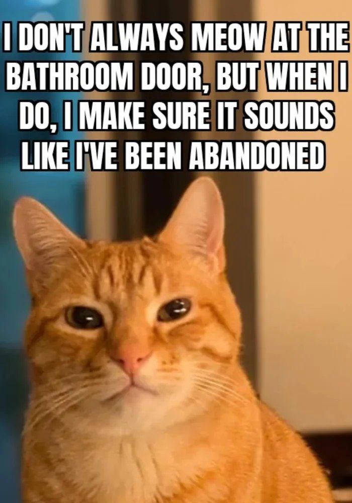 Orange tabby cat with a serious expression and text about meowing by the bathroom door in a popular cat meme format.
