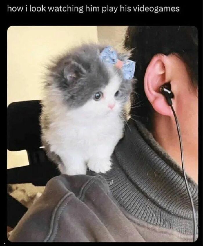 Fluffy kitten with a bow on shoulder looking intently at a person wearing earphones watching video games cat memes.