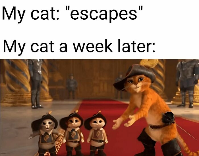 Animated cat meme showing a cat and small kittens in costumes, humorously depicting cats escaping and returning.