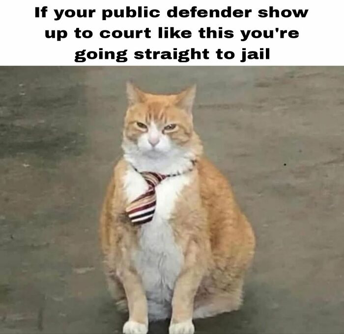 Orange cat wearing a striped tie with a serious expression, featured in a give me cat memes post.