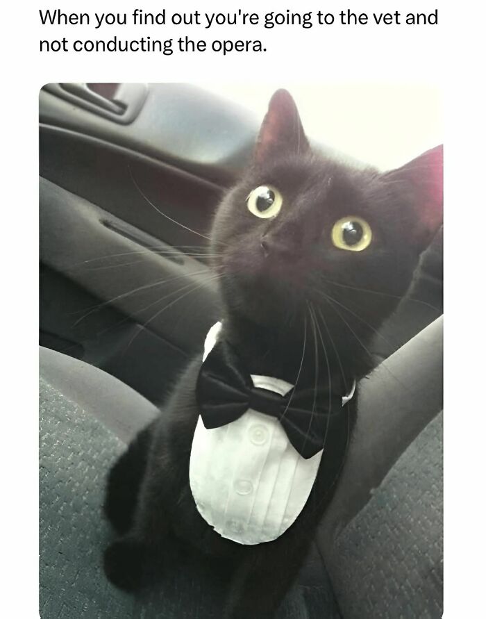 Black cat wearing a tuxedo with a bow tie, looking surprised inside a car, related to cat memes and funny cat moments.