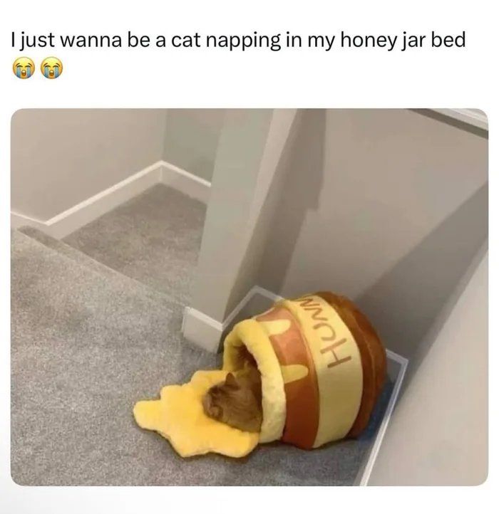 Cat napping in a cozy honey jar bed, showcasing cute and funny cat memes cat lovers will enjoy.