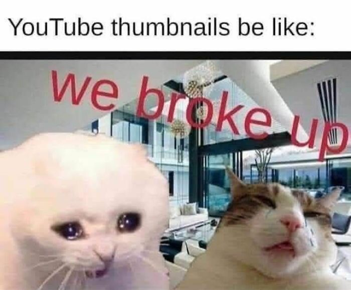 Two cats with sad and confused expressions in a meme about YouTube thumbnails and cat memes humor.