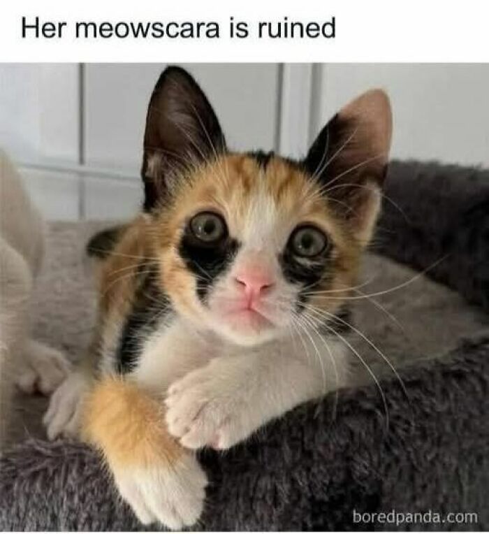 Calico kitten with dark markings around eyes, lying on a soft surface, featured in cat memes about catnip.